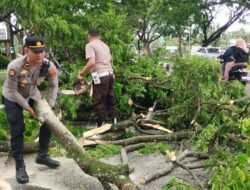 Pohon Trembesi Tumbang, Lalu Lintas Kuripan Terhambat Akibat Cuaca Ekstrem
