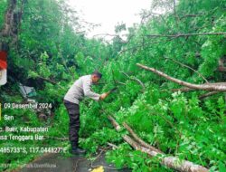 Gerak Cepat Polsek Buer Dan Masyarakat Evakuasi Pohon Tumbang Yang Tutup Jalan