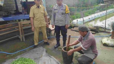 Petani Lombok Barat Buat Pestisida Nabati, Lebih Ramah Lingkungan!