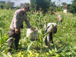 Bhabinkamtibmas dan Kanit Bimas Labuapi Dukung Ketahanan Pangan dengan Panen Jagung