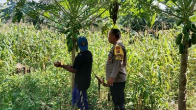 Motivasi Petani! Bhabinkamtibmas Labuapi Turun ke Lapangan