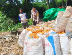 Bhabinkamtibmas Desa Sekongkang Bawah Berikan Pendampingan Panen Jagung di Dua Lahan Milik Warga