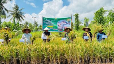 Di Balik Layar Panen Raya Nasional: Kisah Harapan Petani Lombok Utara yang Terhubung Jauh dengan Istana