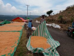 Bhabinkamtibmas Nungga Bantu Jemur Jagung Warga, Dukung Ketahanan Pangan Nasional