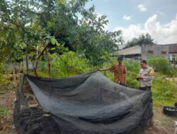 Bhabinkamtibmas Gelogor Dorong Warga Tanam Pangan di Halaman Rumah