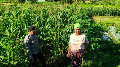 Bhabinkamtibmas Mareje Timur Tinjau Lahan Jagung Warga