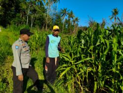 Sinergi Polri dan Petani di Mareje Timur Dukung Ketahanan Pangan