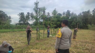 Bhabinkamtibmas Banyumulek Dampingi Petani Jagung Dorong Ketahanan Pangan