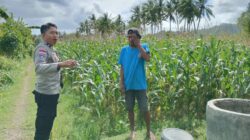 Bhabinkamtibmas Cendi Manik Dampingi Petani Jagung Dukung Ketahanan Pangan