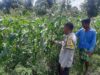 Bhabinkamtibmas Kediri Dukung Ketahanan Pangan Lewat Pendataan Petani Jagung