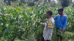 Bhabinkamtibmas Kediri Dukung Ketahanan Pangan Lewat Pendataan Petani Jagung