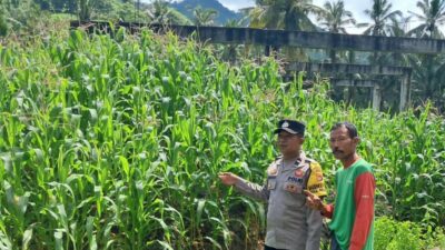 Ketahanan Pangan Dimulai dari Desa: Bhabinkamtibmas Pelangan Dampingi Warga Bertani