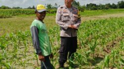 Bhabinkamtibmas Telagawaru Ajak Petani Wujudkan Swasembada Pangan Keluarga