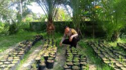 Bhabinkamtibmas Terong Tawah Dorong Ketahanan Pangan Lewat Pekarangan Produktif