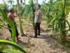 Bhabinkamtibmas Gelogor Dukung Petani Jaga Ketahanan Pangan