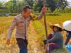 Bhabinkamtibmas Kuripan Utara Dorong Ketahanan Pangan dari Lahan Produktif Warga