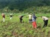 Pemanfaatan Pekarangan Dorong Ketahanan Pangan di Desa Kuripan
