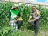 Bhabinkamtibmas Desa Bagik Polak Barat Dorong Warga Tanam Pangan