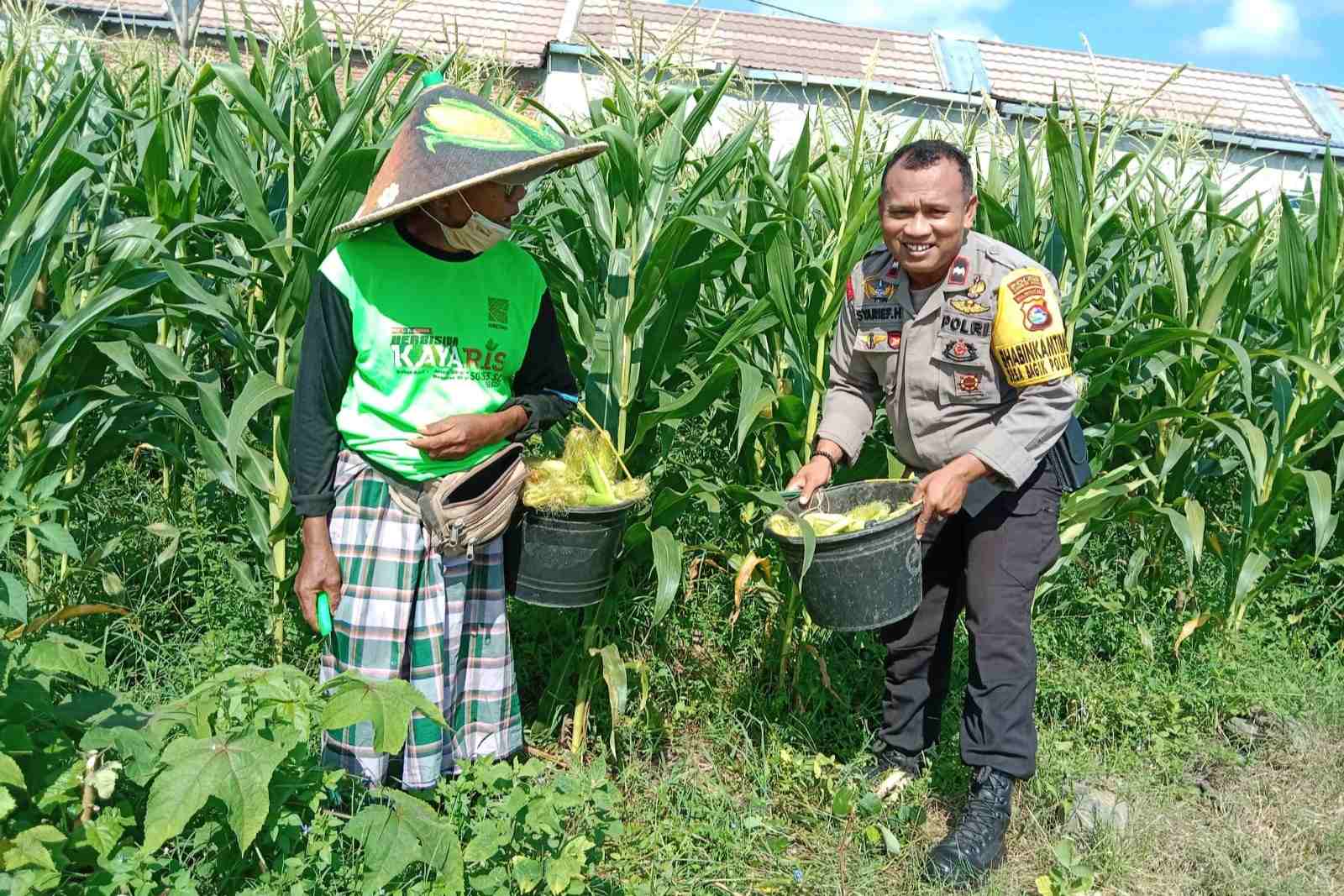 Polsek Labuapi Edukasi Warga Desa Jerneng untuk Tanam Sayur