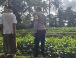 Pemanfaatan Pekarangan untuk Ketahanan Pangan di Dusun Pelan