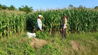 Bhabinkamtibmas Tarusa  Dukung Ketahanan Pangan Nasional Melalui Program Sambang dan Pengecekan Lahan Produktif