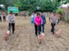Kapolri,Pimpin Penanaman Jagung Kuartal III Serentak Secara Virtual Kapolres Bima Laksanakan Penanaman Jagung di Lahan 1 Hektare Milik Mapolsek Monta