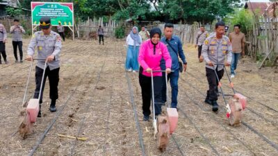 Kapolri,Pimpin Penanaman Jagung Kuartal III Serentak Secara Virtual Kapolres Bima Laksanakan Penanaman Jagung di Lahan 1 Hektare Milik Mapolsek Monta