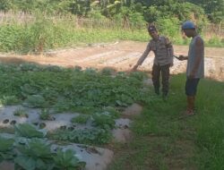 BHABINKAMTIBMAS DESA BELO DAMPINGI WARGA TANAM SAYURAN DUKUNG SWASEMBADA PANGAN