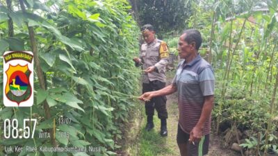 Wujudkan Ketahanan Pangan, Bhabinkamtibmas dan Warga Desa Luk Ubah Pekarangan Jadi Kebun Produktif