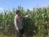 Wujudkan Indonesia Yang Swasembada Pangan, Bhabinkamtibmas Polsek Bolo Pantau Bantu Petani Jagung di Wilayah Binaan
