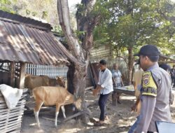 Bhabinkamtibmas Polres Bima Kota Dampingi Petugas Dinas Pertanian Laksanakan Vaksinasi Ternak di Kelurahan Jatibaru Timur