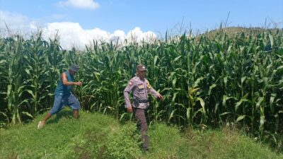 Bhabinkamtibmas Desa Tarusa Tinjau Lahan Jagung Warga, Ajak Masyarakat Dukung Ketahanan Pangan