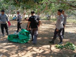 Polsek Wawo Bubarkan Kegiatan Perjudian Sabung Ayam dan Bola Adil di Desa Kambilo