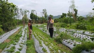 Optimalisasi Pekarangan Warga di Jagaraga, Polsek Kuripan Dukung Ketahanan Pangan