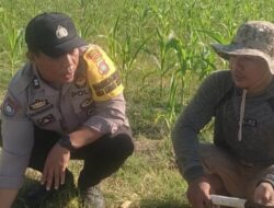 Bhabinkamtibmas Karang Bongkot Dukung Petani Jagung Manis Eksotik Lombok Barat