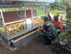 Babinsa Dukung Safiudin Kembangkan UMKM Peternakan Bebek Langko