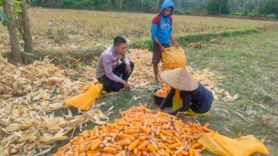 Bhabinkamtibmas Lembar Dukung Petani Jagung di Dusun Eyat Mayang