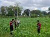 Bhabinkamtibmas Batu Putih Dampingi Petani Panen Jagung di Sekotong