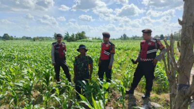 Polres Lombok Barat Dukung Petani Jagung Desa Dasan Geres Jaga Ketahanan Pangan