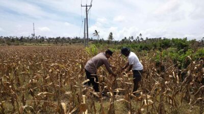 Peran Polri dalam Ketahanan Pangan: Bhabinkamtibmas Sambangi Petani Kedaro