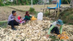 Polsek Lembar Dukung Ketahanan Pangan, Bhabinkamtibmas Beri Semangat Petani Jagung di Eyat Mayang