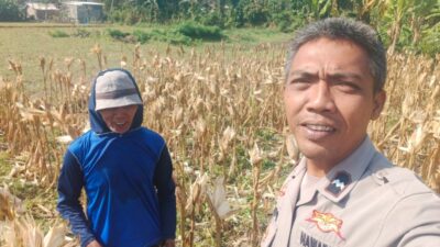 Bhabinkamtibmas Eyat Mayang Dampingi Petani Jagung untuk Perkuat Ketahanan Pangan