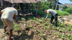 Dukung Ketahanan Pangan, Bhabinkamtibmas Tapir Bantu Warga Kelola Lahan Pekarangan Bergizi