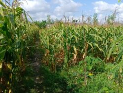 Polisi Dampingi Panen Jagung di Desa Beleka, Pastikan Harga dan Keamanan Terjaga