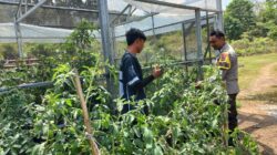BHABINKAMTIBMAS TONGO DAMPINGI WARGA KELOLA LAHAN PEKARANGAN UNTUK PANGAN BERGIZI