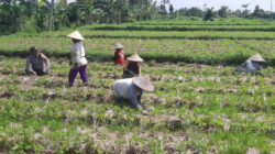 Bhabinkamtibmas Montong Are Dorong Ketahanan Pangan Lewat Pendampingan Petani