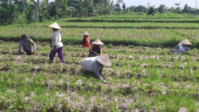 Bhabinkamtibmas Montong Are Dorong Ketahanan Pangan Lewat Pendampingan Petani