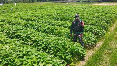 Babinsa Sigerongan Dampingi Pengecekan Lahan Kompi Produksi Kodim 1606