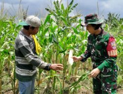 Kolaborasi TNI dan Petani Wujudkan Sawah Jagung Produktif