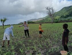 BHABINKAMTIBMAS HU’U DAMPINGI PETANI JAGUNG, DUKUNG PROGRAM KETAHANAN PANGAN MENUJU INDONESIA EMAS 2045